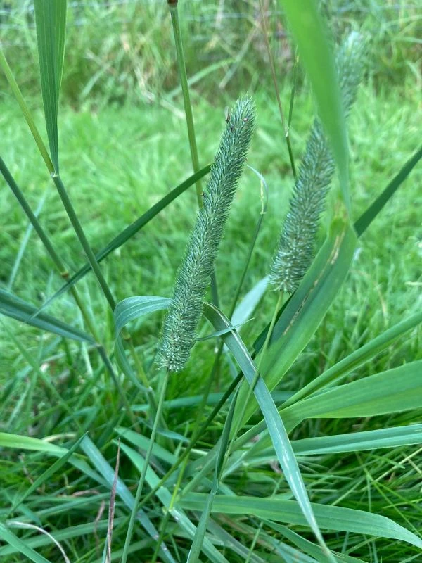 DSV-Country Horse Pferdegreen 2117 – Bild 3