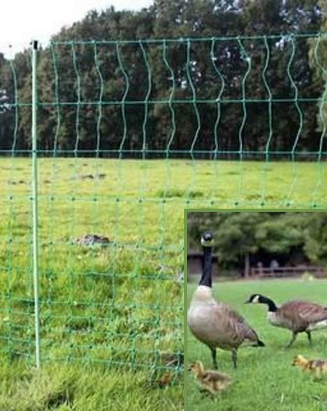 Euro-Netz Geflügel 112 / 2 Grün – Bild 4