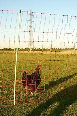 Euro-Netz Geflügel 112 / 2 Jumbo