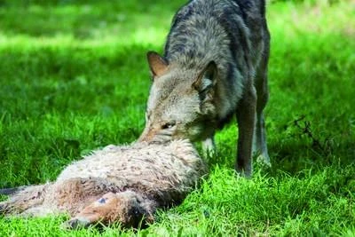 Euro-Netz "Wolf" 120 / 2, 145 / 2 Jumbo – Bild 3